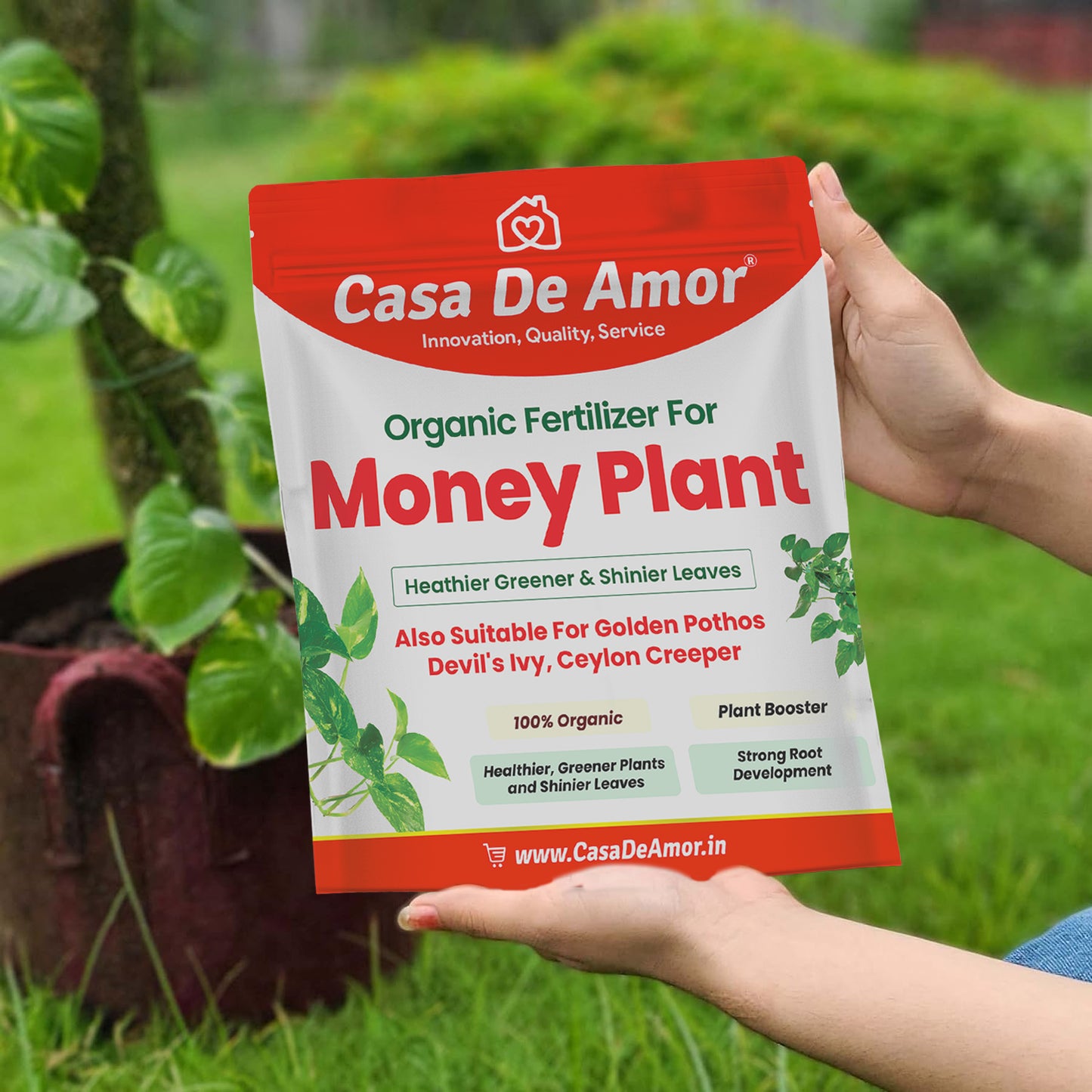 Money Plant Fertilizer, Heathier greener and Shinier leaves for Indoor and Outdoor Gardening