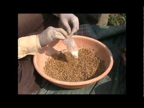 Seed Care, Complete Seed Treatment Before Sowing, Increases Germination, Stronger Seedlings 200gm