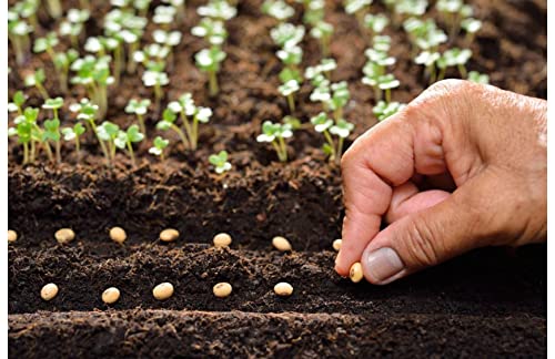 Seed Care, Complete Seed Treatment Before Sowing, Increases Germination, Stronger Seedlings 200gm