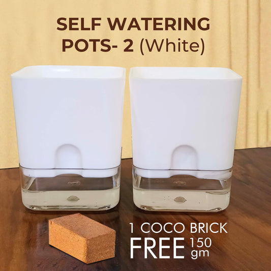 Casa De Amor Self Watering Pots for Indoor Plants | Home Decor, Living Room, Table Top | Plants not Included | 150gm Coco Brick Free