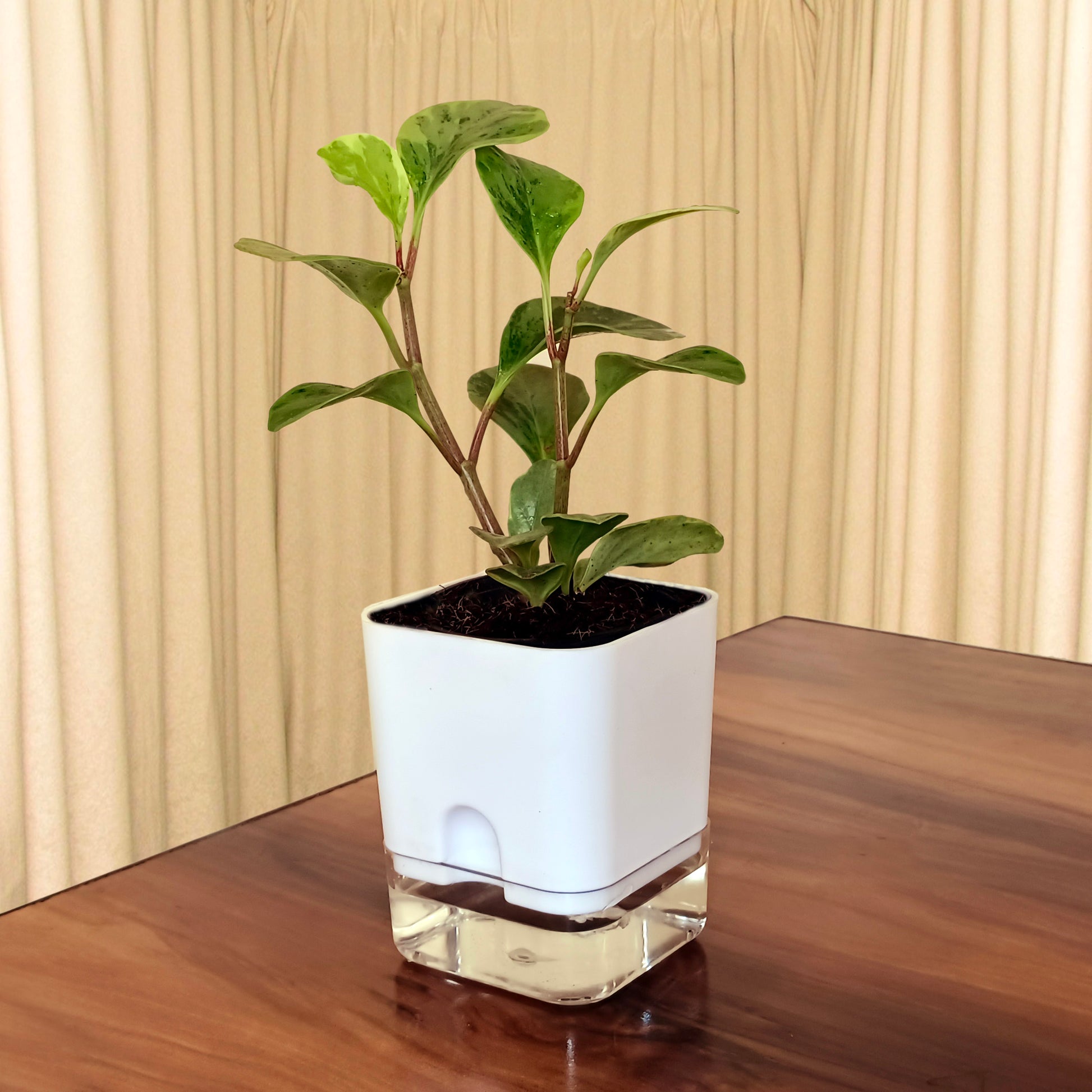 house plants for self-watering pots Casa De Amor Self Watering Pots for Indoor Plants