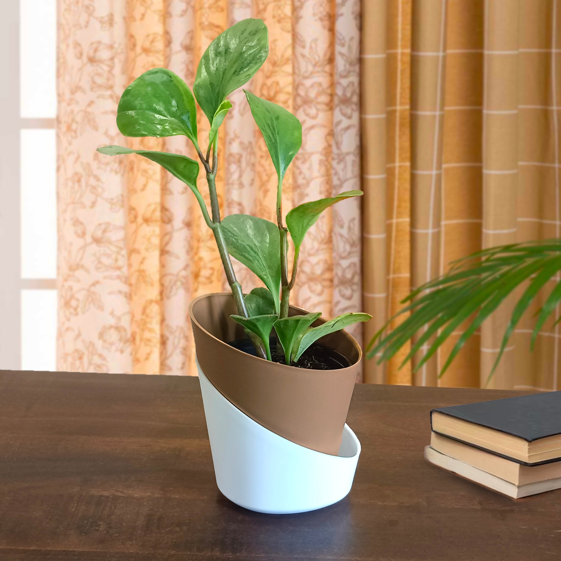 plants pots Casa De Amor Self Watering Pots for Indoor Plants, Best Flower Pots &