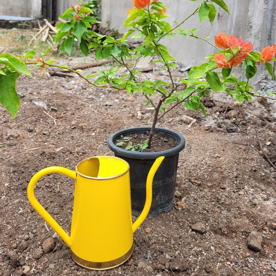 Casa De Amor Metal Watering Can 1.5 Liter: Perfect for Plants, Kid-Friendly Garden Care
