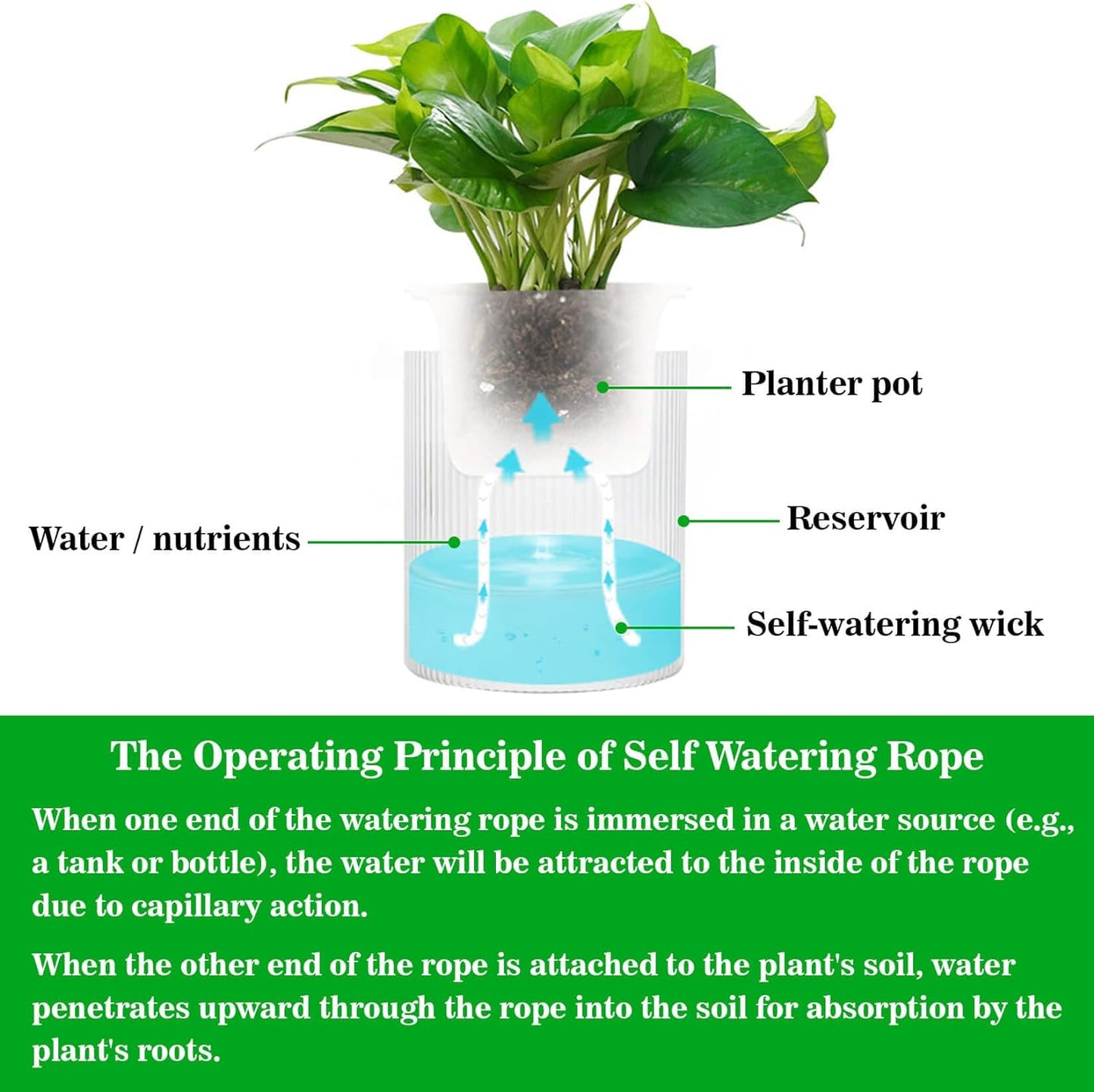 Casa De Amor Self Watering Wick Cord- Automatic Plant Watering System for Vacation Plant Care - DIY Potted Plant Sitter Rope for Indoor & Outdoor Gardens