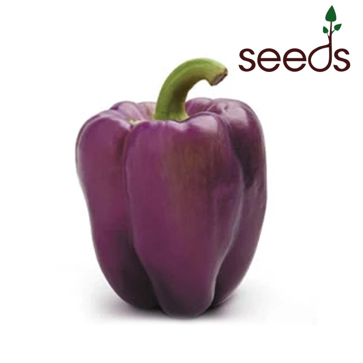 purple capsicum