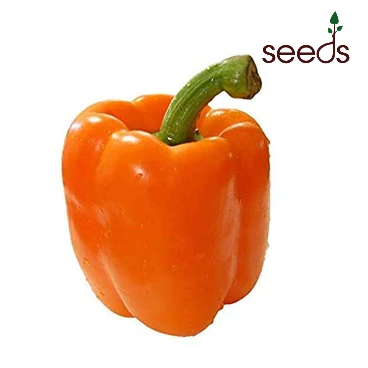 Capsicum Orange- 30 Seeds