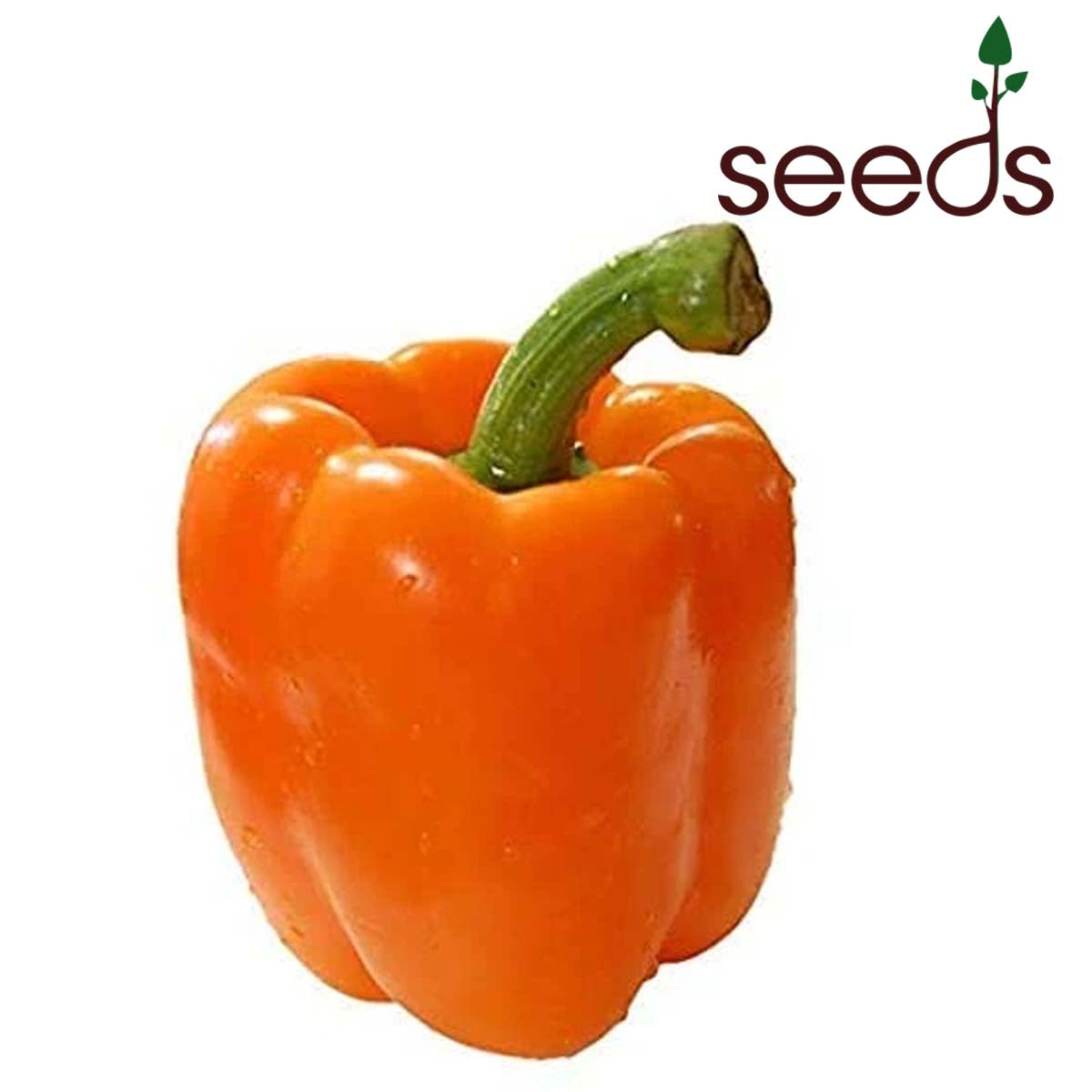Capsicum Orange- 30 Seeds