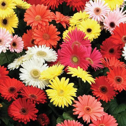 Gerbera Jamesonii Mix- 10 Seeds