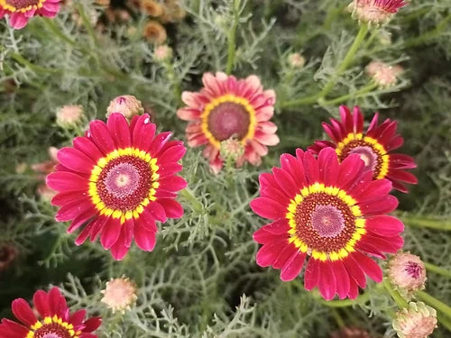 Chrysanthemum Carinatum Mixed- 200 Seeds