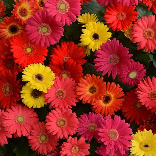 Gerbera Jamesonii Mix- 10 Seeds