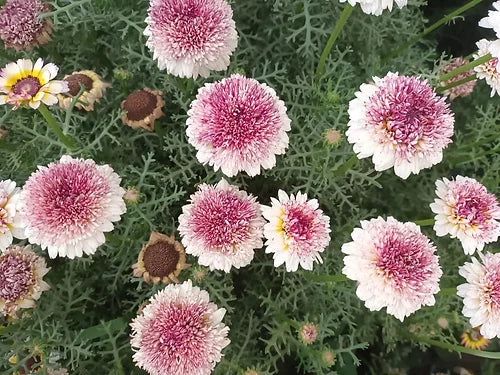 Chrysanthemum Carinatum Mixed- 200 Seeds