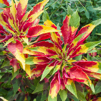 Amaranthus Tricolour- 100 Seeds