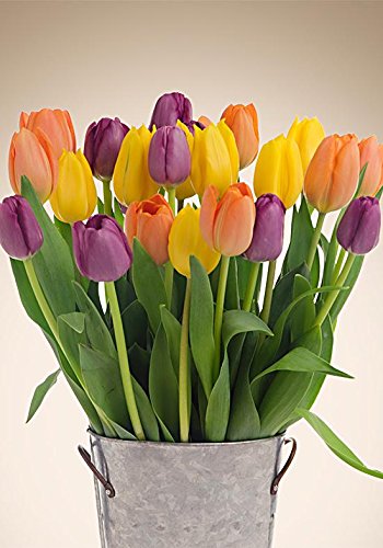 best Tulips Plant Potting Soil