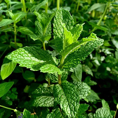 Herb Mint (Pudina / Mentha Pipreta)- 50 Seeds