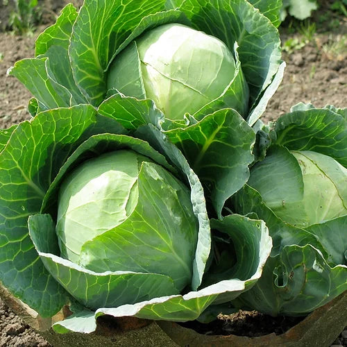 Cabbage Golden Acre- 100 Seeds