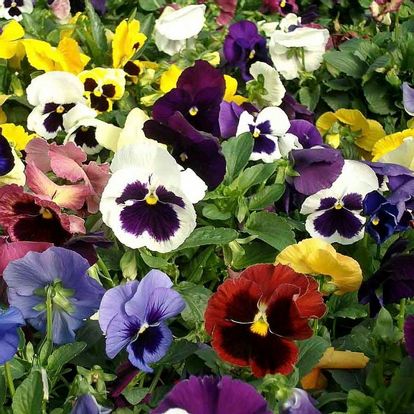 Pansy Swiss Giant Mix - 100 Seeds