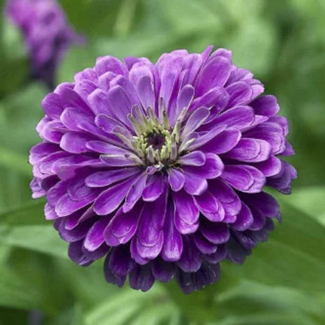 Zinnia Royal Purple- 100 Seeds