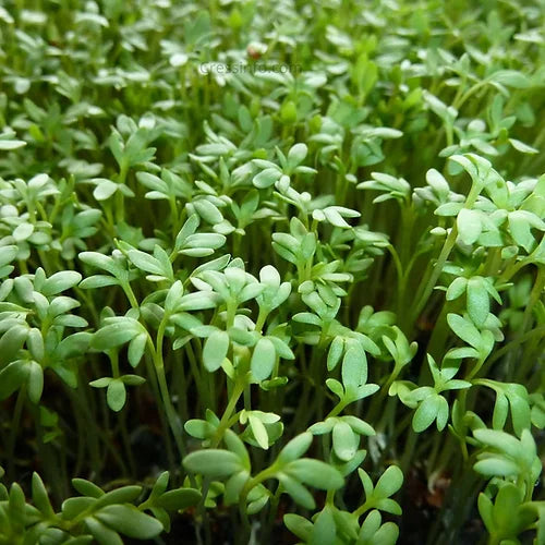 Herb Cress Common- 50 Seeds