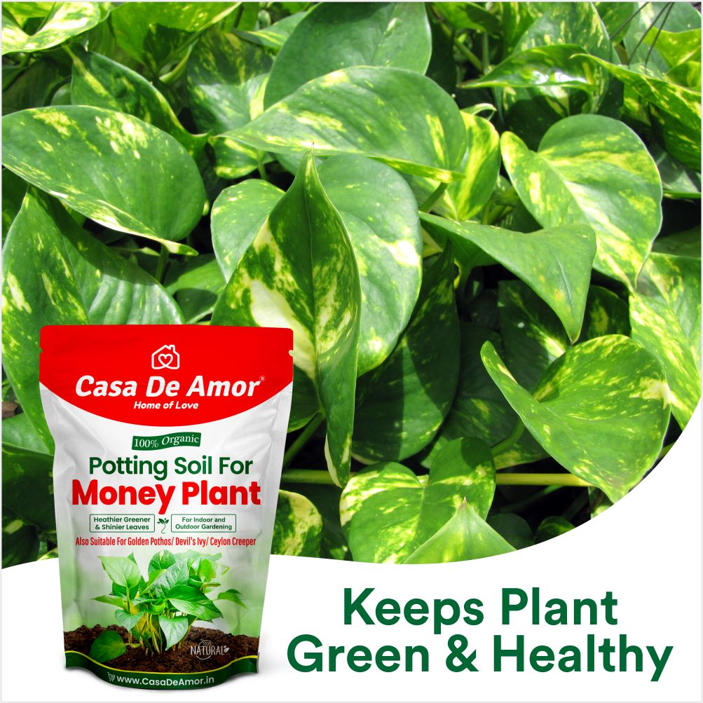 Casa De Amor Enriched Organic Potting Soil Mix for Money Plant, Devil's Ivy, Ceylon Creeper | Light Weight | Ready to Use