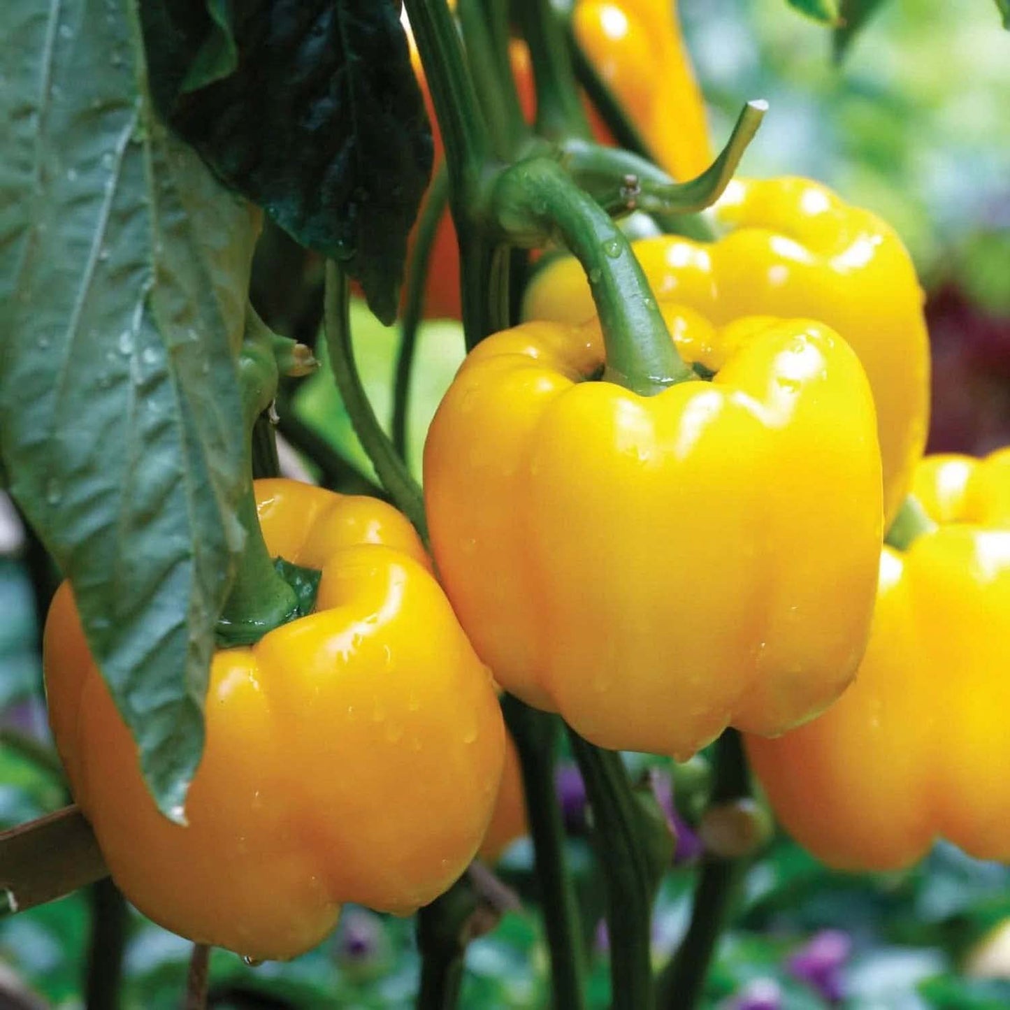Casa De Amor Capsicum Seeds (Green, Yellow, Red, Orange & Purple Vegetable Seeds) for Home and Terrace Gardening (Each 30 Seeds, Total 150 Seeds)