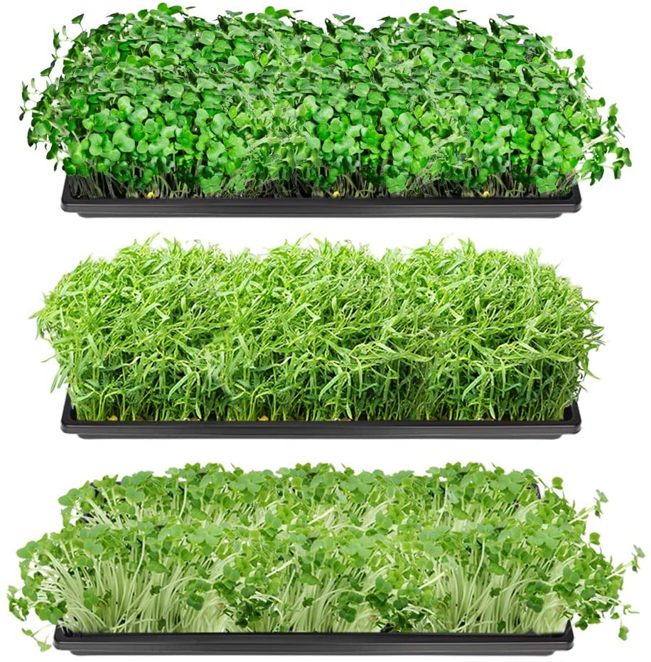 Casa De Amor Wheat Grass Trays, Growing Microgreen Tray, Hydroponics, Seedling Starter for Greenhouse, Hydroponics, Vegetables, Flower Germination, Paddy Tray, Thick Reusable