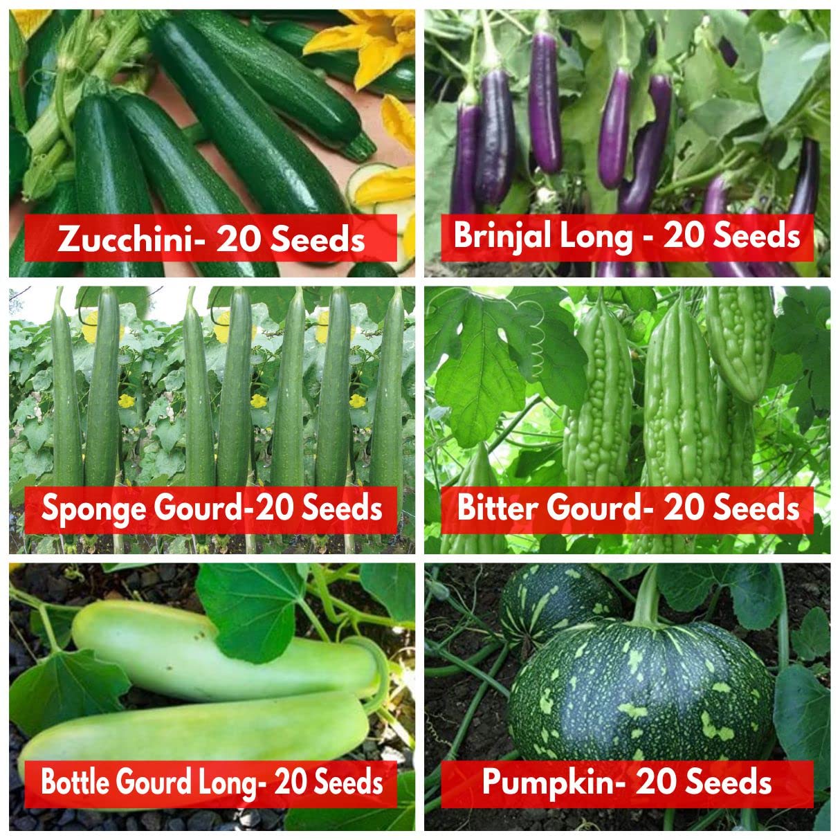 Casa De Amor Summer Season Vegetables Seeds Combo Pack of 6 Varieties for Home and Terrace Gardening
