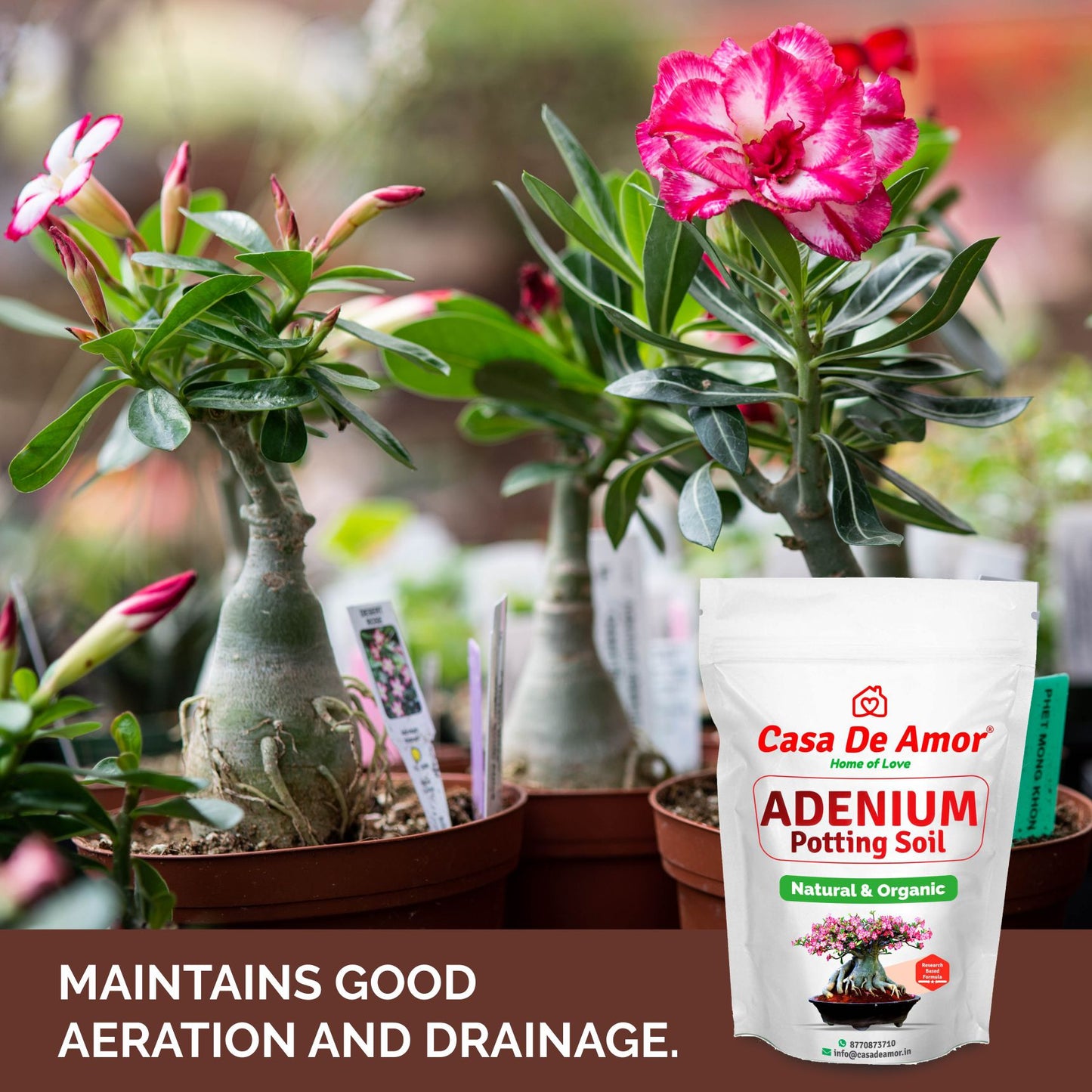 adenium potting soil