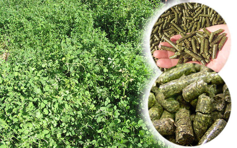 Alfalfa Pellets Fertilizer