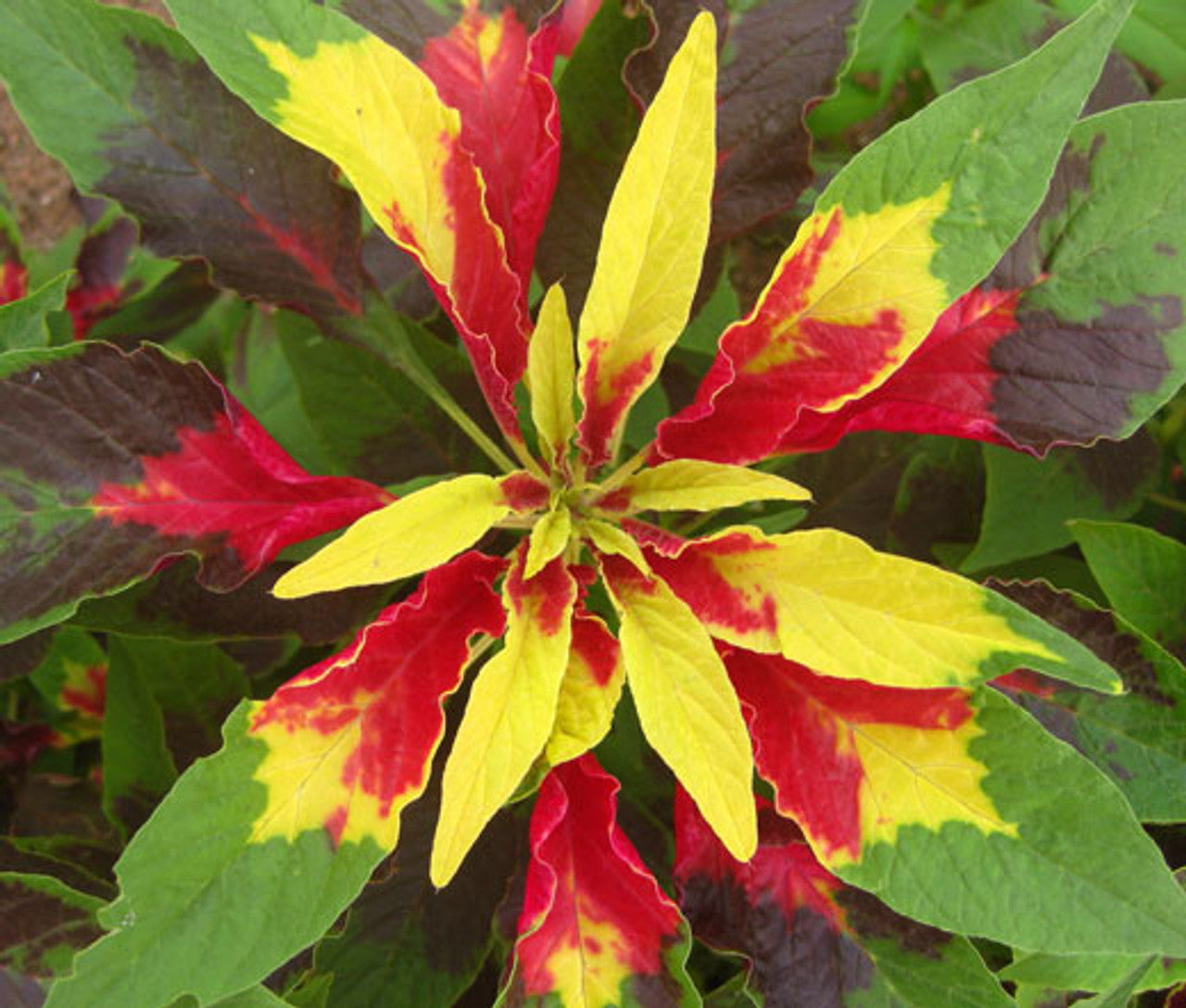 Amaranthus Tricolour- 100 Seeds