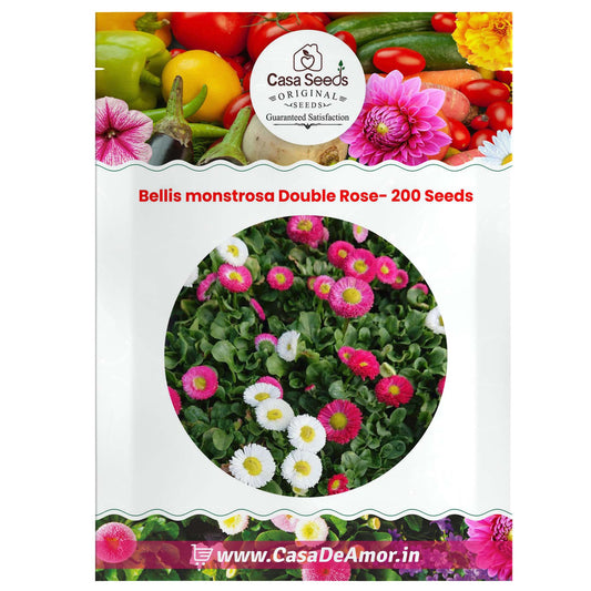 Bellis monstrosa Double Rose- 200 Seeds