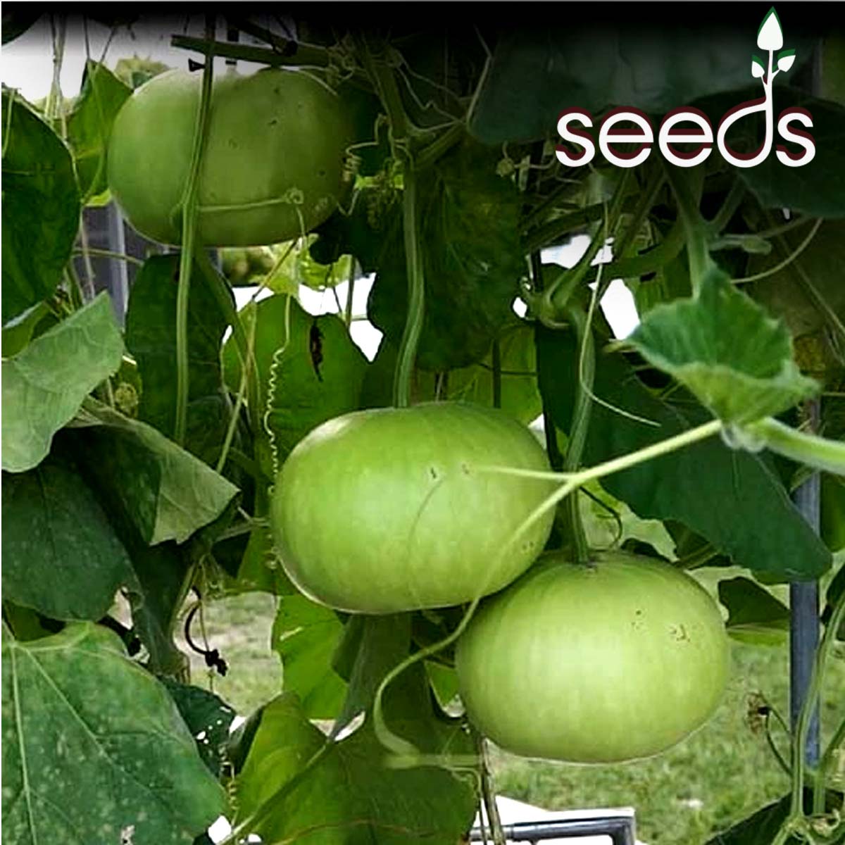 Bottle Gourd Round- 20 Seeds