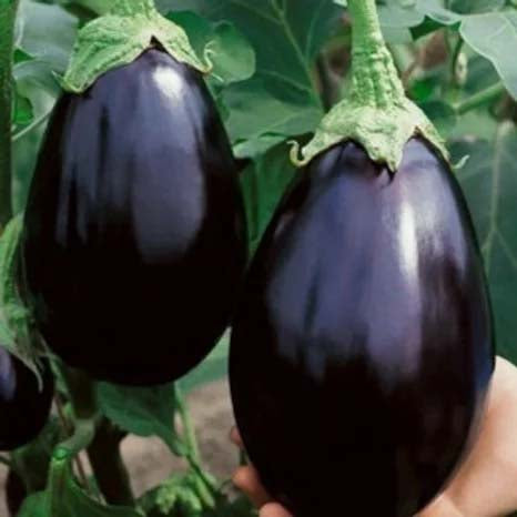 Brinjal Black Beauty - 100 Seeds