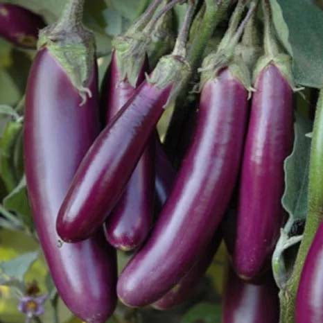 Brinjal Purple Long - 100 Seeds