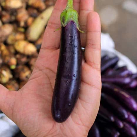 Brinjal Purple Long - 100 Seeds