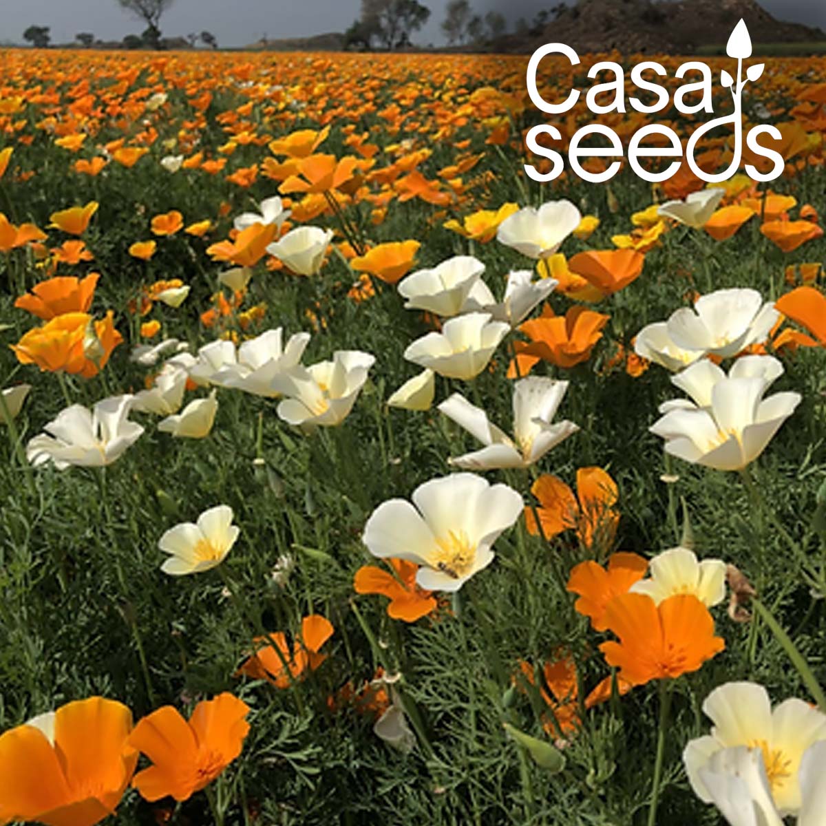 California Poppy - Eschscholzia Californica Mix - 300 Seeds