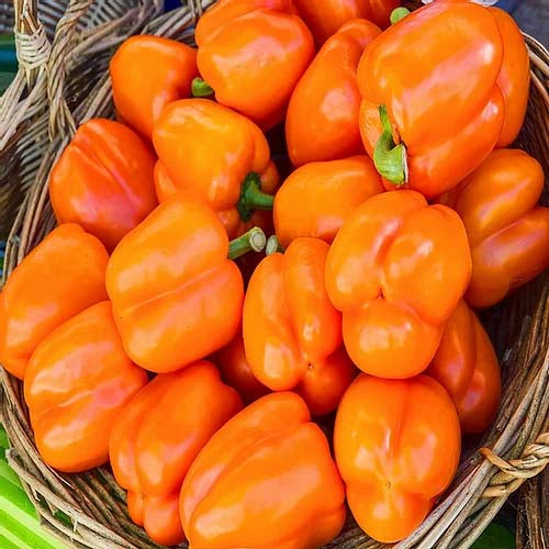 Capsicum Orange- 30 Seeds