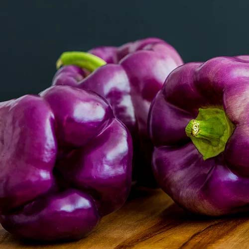 purple capsicum seeds