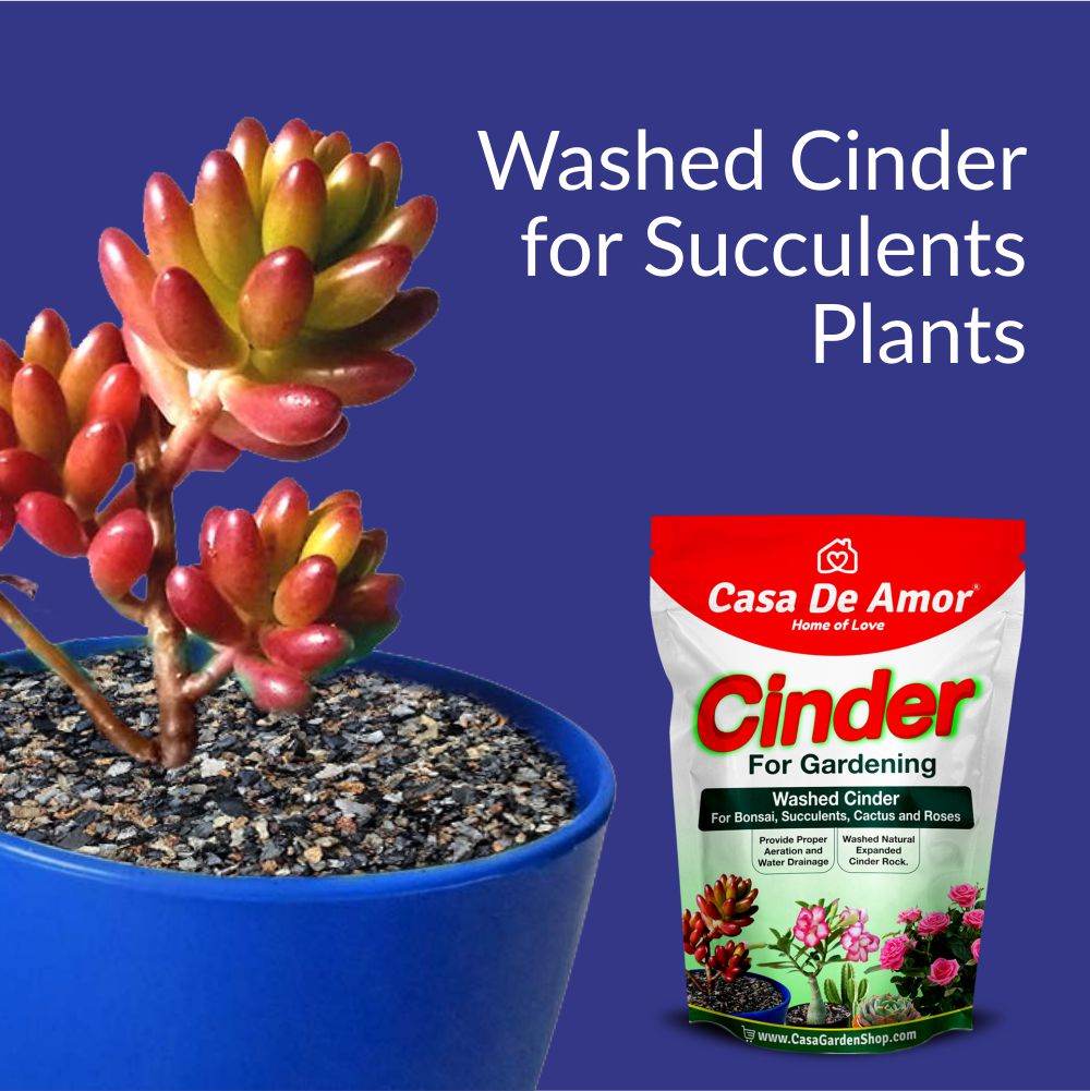 Cinder for  Succulents plants