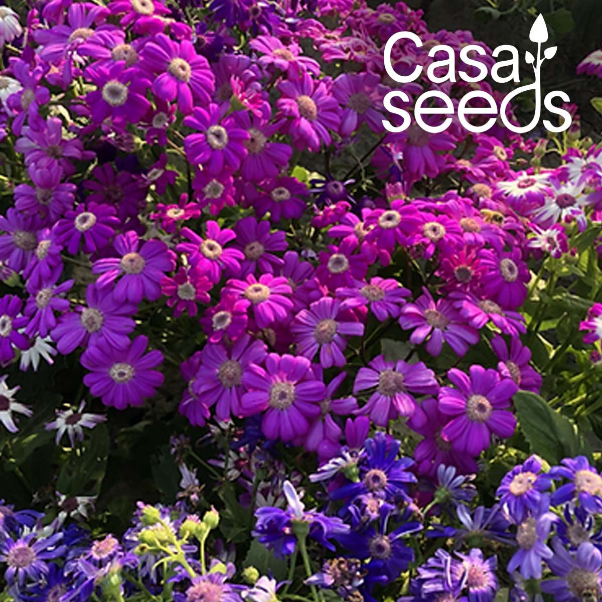 Cineraria maritima Flowering- 50 Seeds