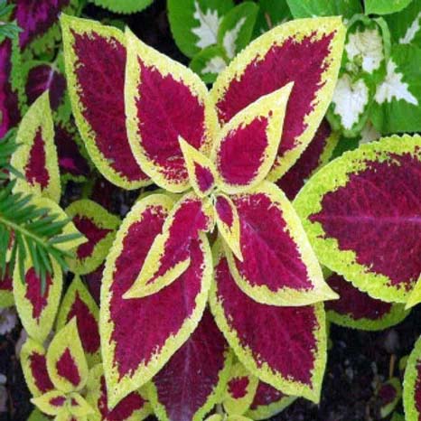 Coleus Rainbow Mixed-100 Seeds