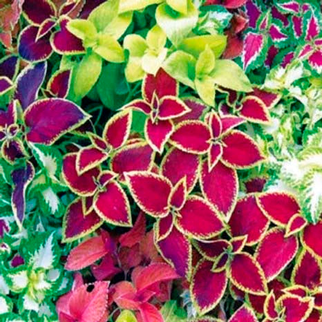 Coleus Rainbow Mixed-100 Seeds