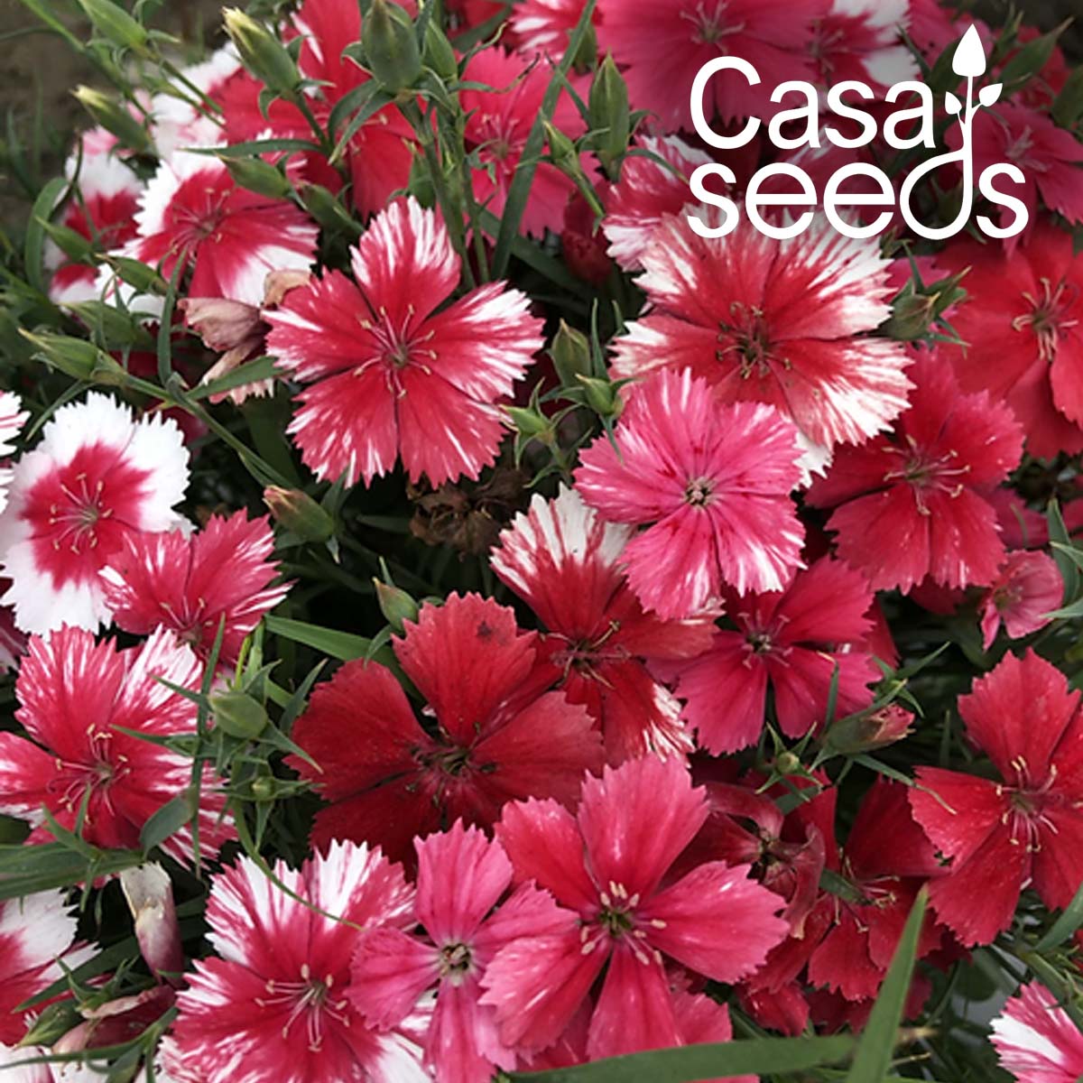 Dianthus chinensis mix - Baby Doll- 100 Seeds