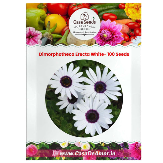 Dimorphotheca Erecta White- 100 Seeds
