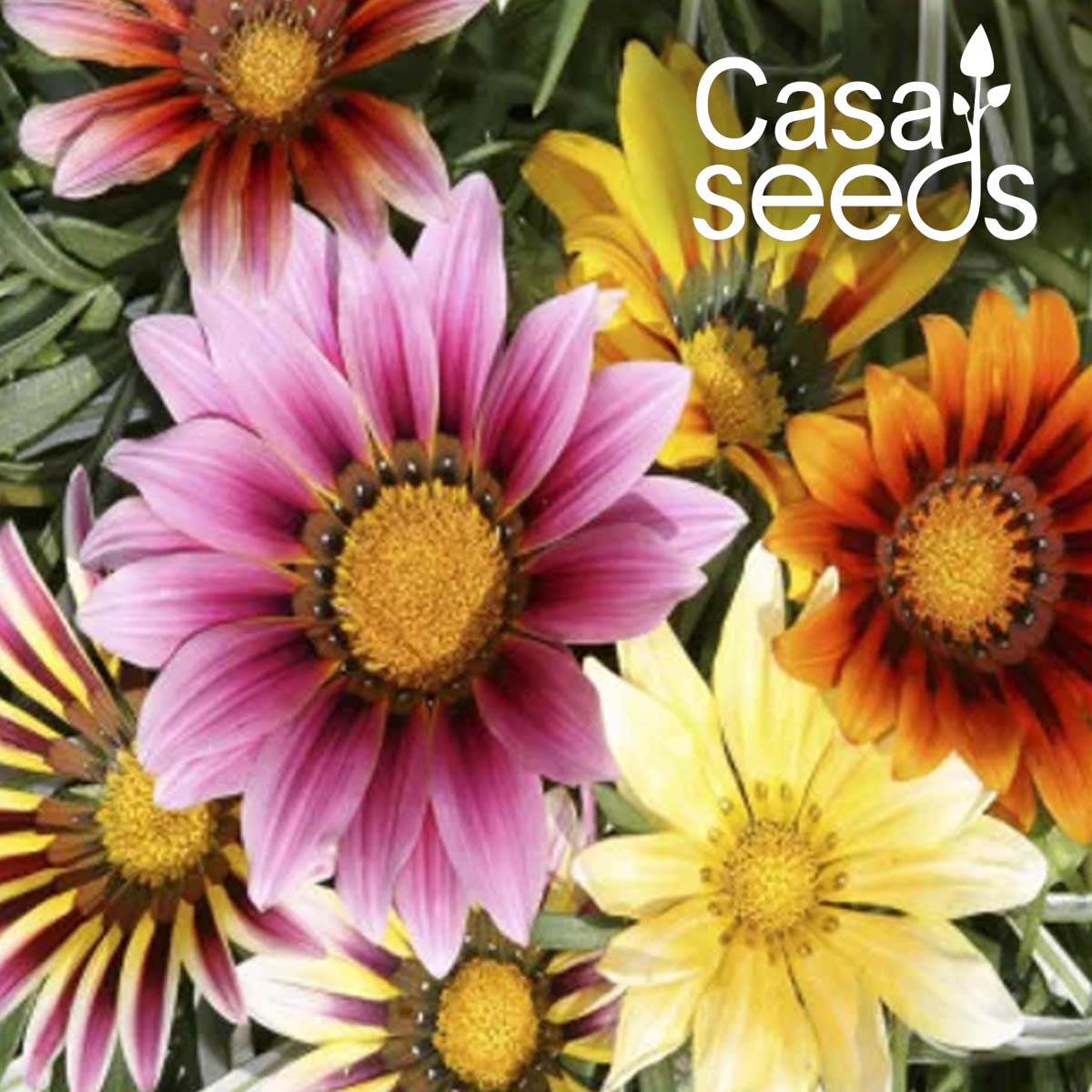 Gazania Sunshine Hybrid Mix- 100 Seeds