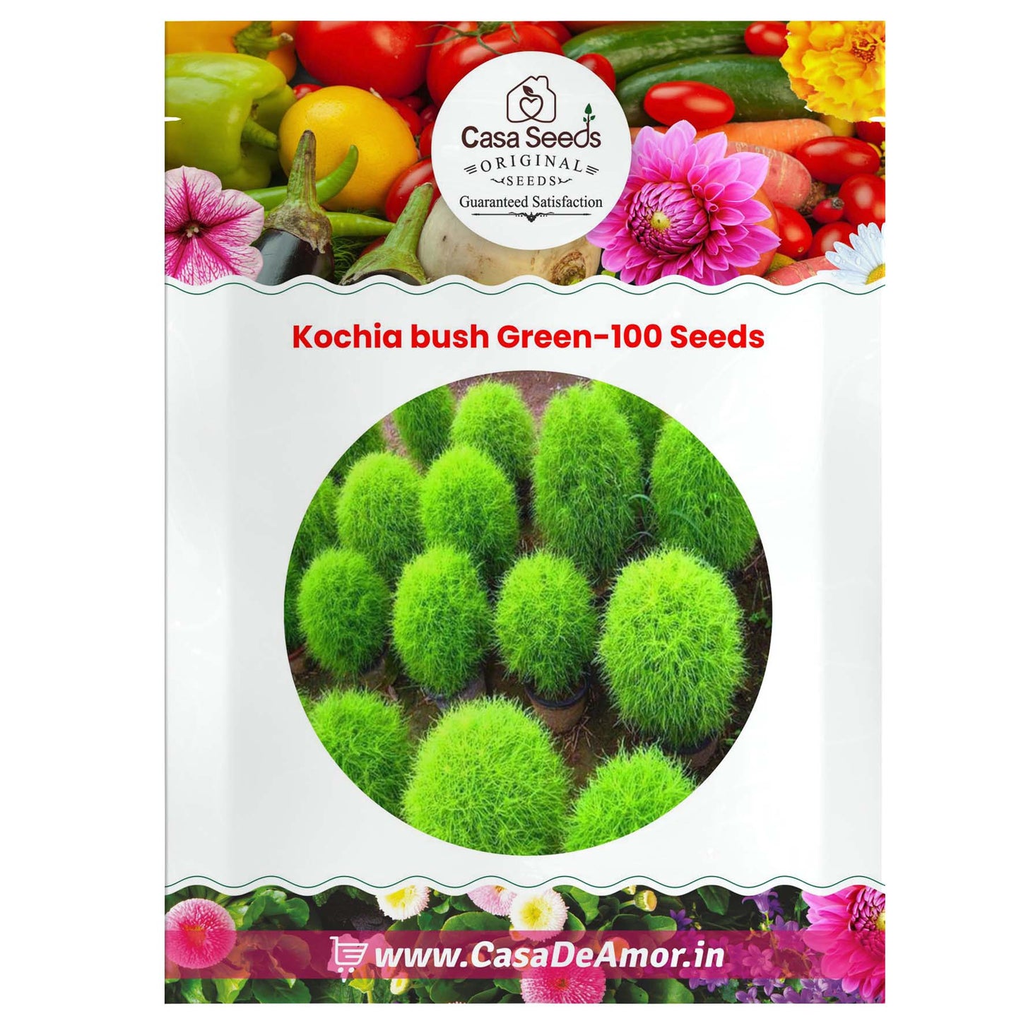 Kochia bush Green-100 Seeds