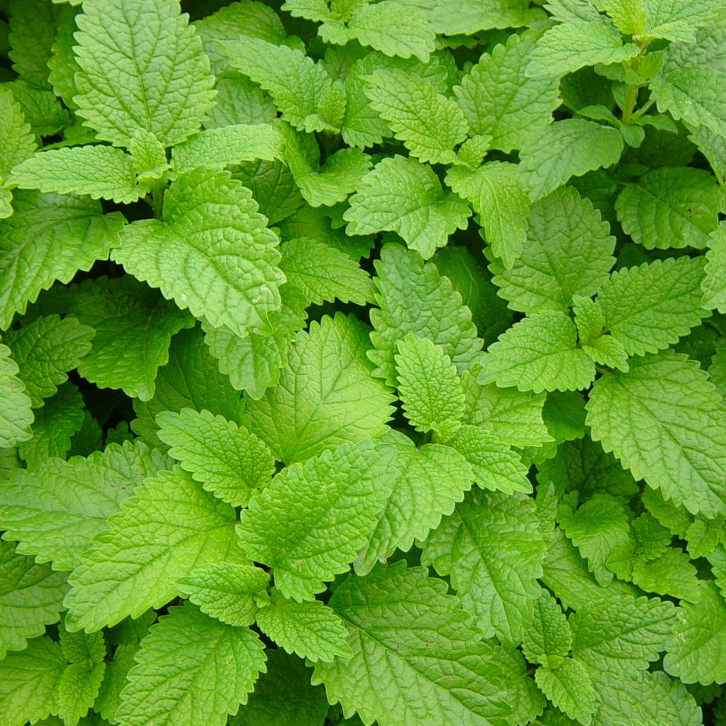 Herb Lemon Balm- 50 Seeds