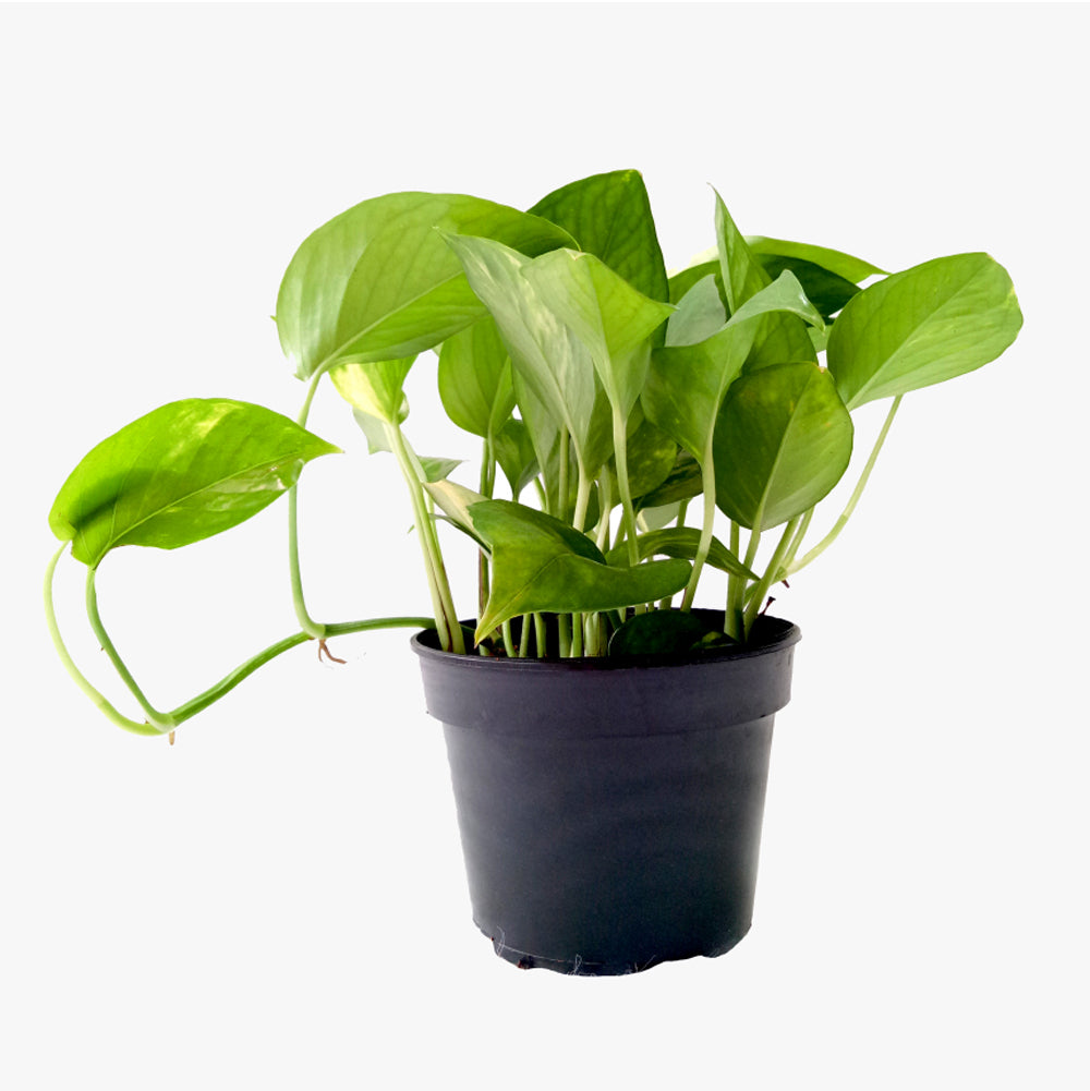 Money Plant for Money plant at home brings wealth, health, prosperity and happiness