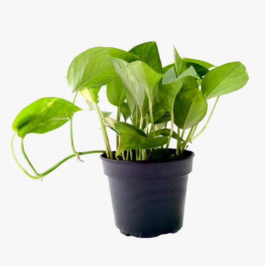 Money Plant for Money plant at home brings wealth, health, prosperity and happiness