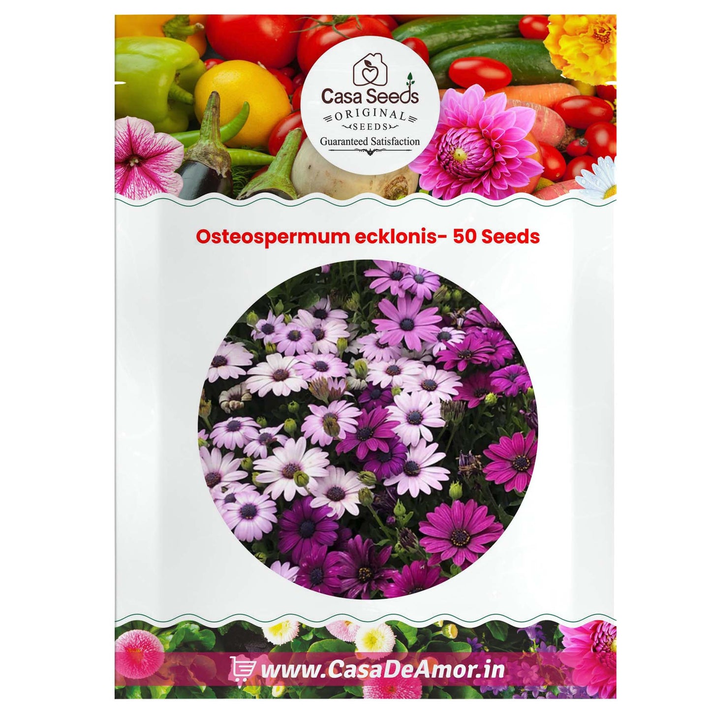 Osteospermum ecklonis- 50 Seeds