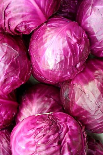 Red Cabbage- 50 Seeds